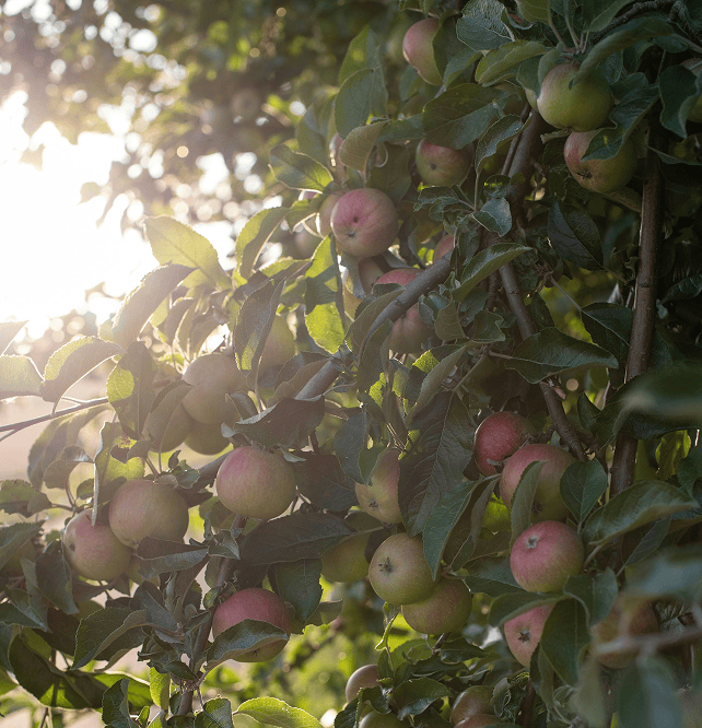 Zeit die Obstbäume zu schneiden!