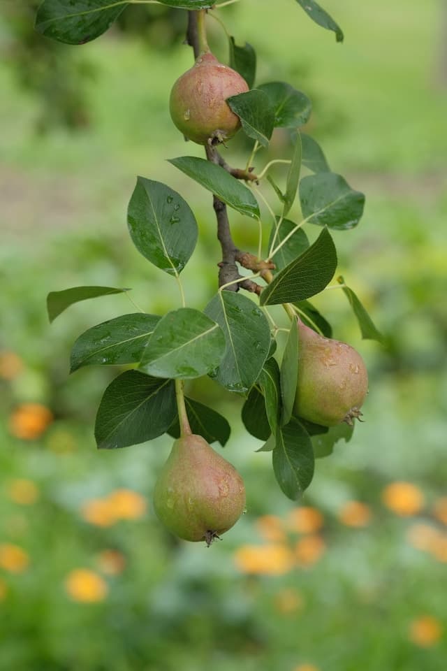 Baum mit Birnen Gehölzschnitt
