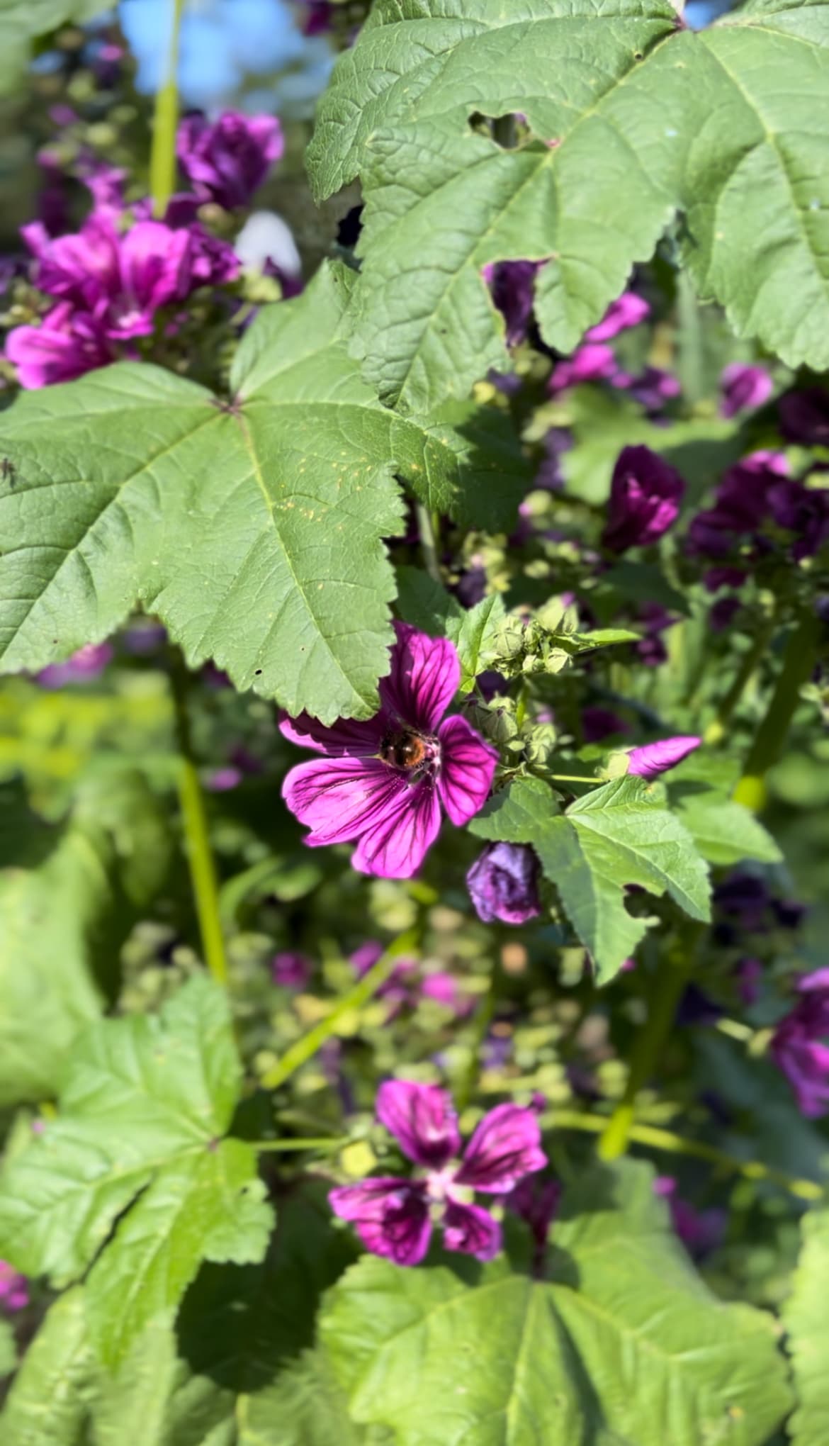 Foto naturnaher Garten Wilde Malve