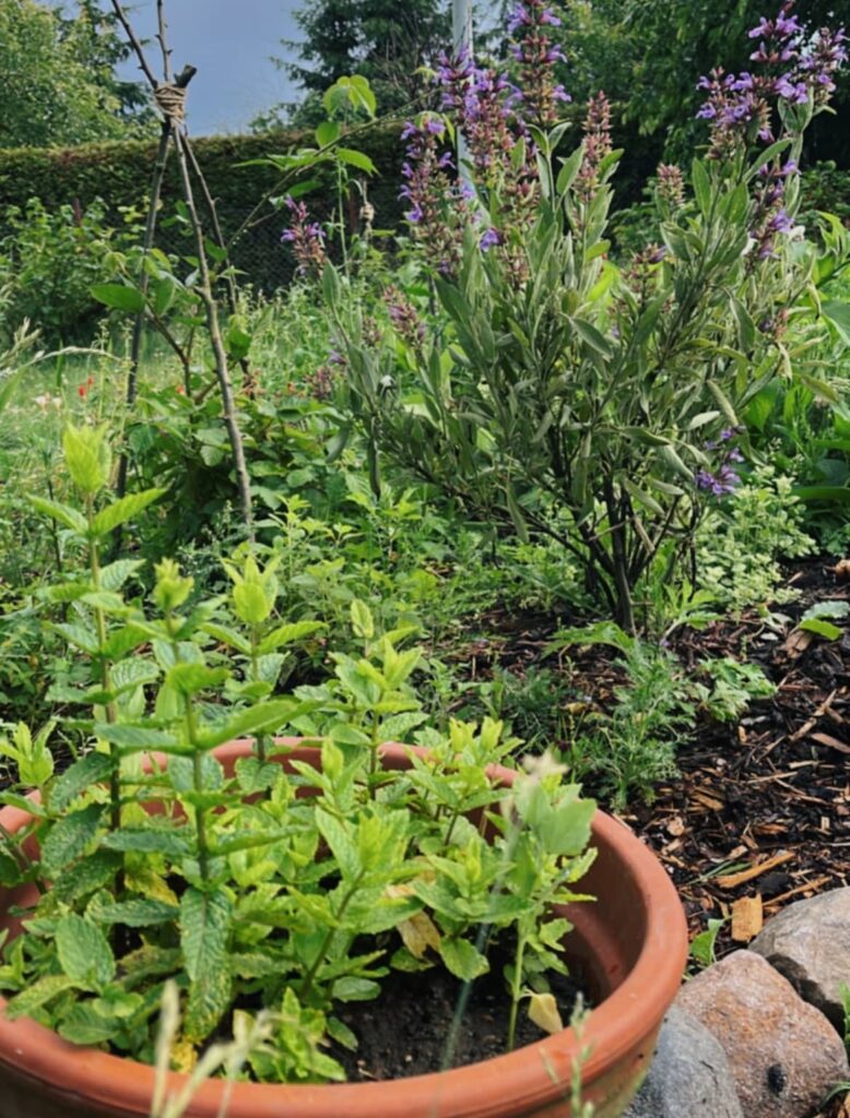 Foto naturnaher Garten Küchenkräuter 2