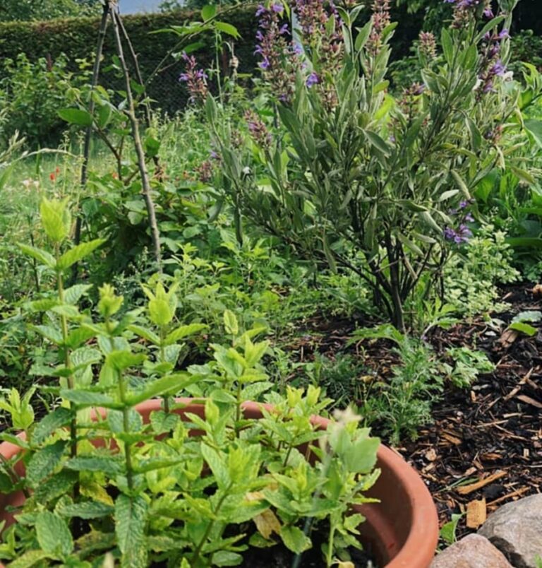 Küchenkräuter als dekorative Beetbepflanzung