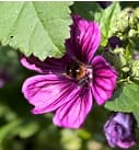Foto naturnaher Garten wilde Malve Lila Mini