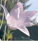 Foto naturnaher Garten Glockenblume Lila