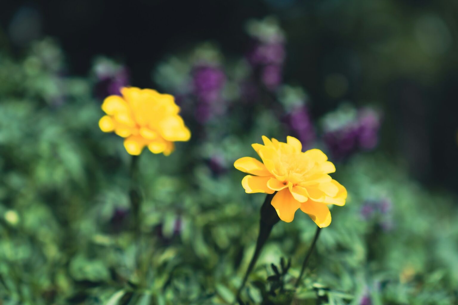 Foto Tagetes