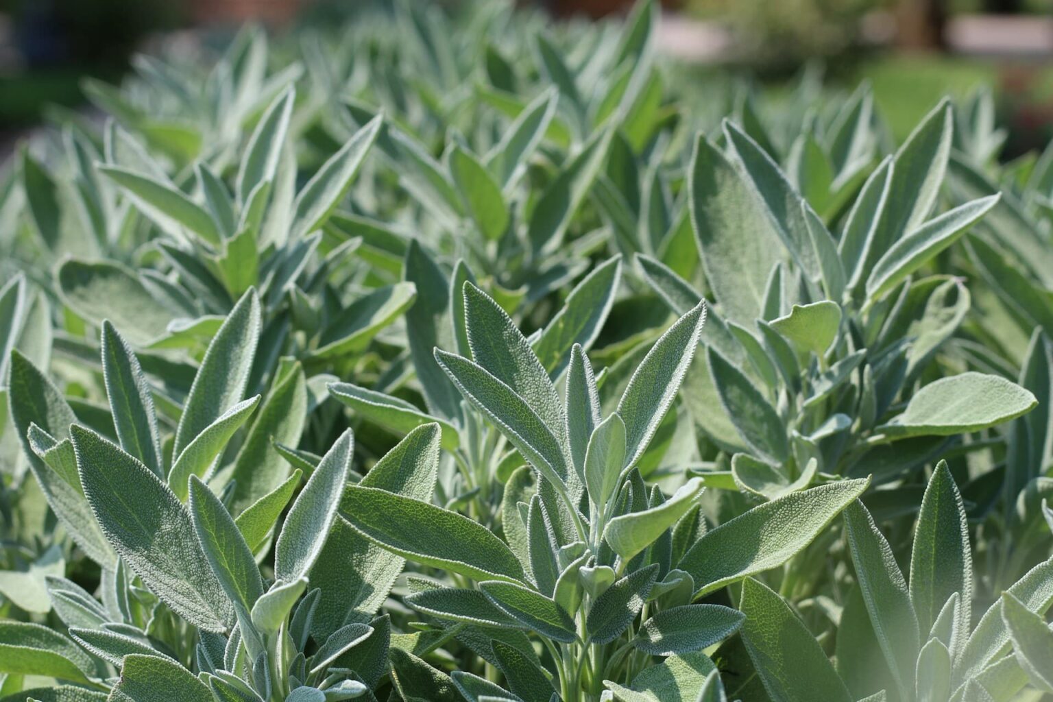 Foto Salbei Gartenplanung