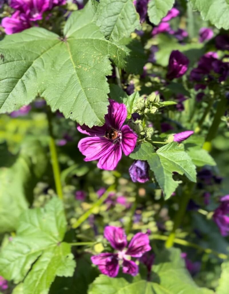 Foto naturnaher Garten wilde Malve Lila