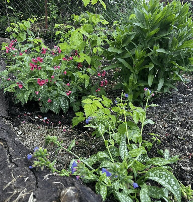 Klimafreundliche Gartenpflege: Nachhaltige Methoden für Ihren Garten