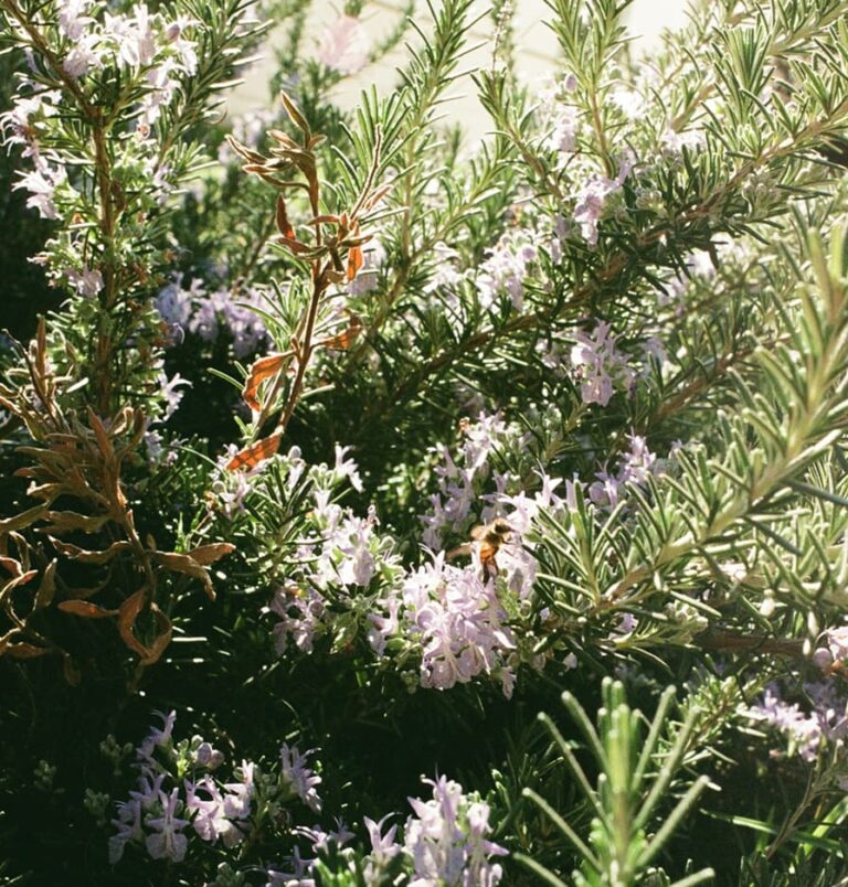 Gartengestaltung bei Trockenheit – Tipps für pflegeleichte, klimafeste Gärten