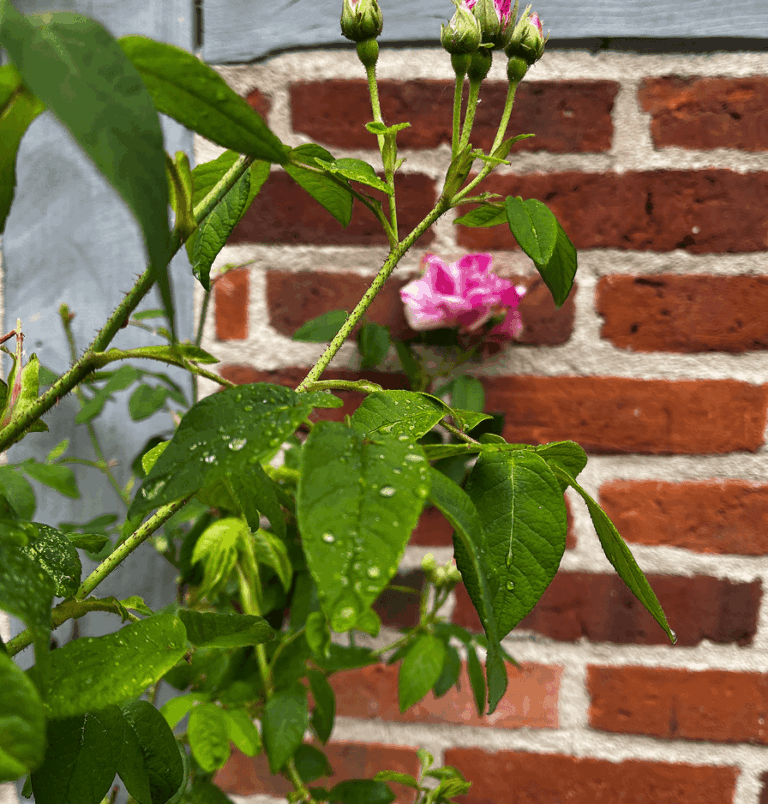 Sommerpflege im Garten: Checkliste 2025