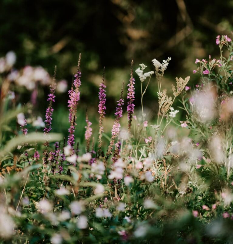 #chaosgardening – Ordnung war gestern, Vielfalt ist heute