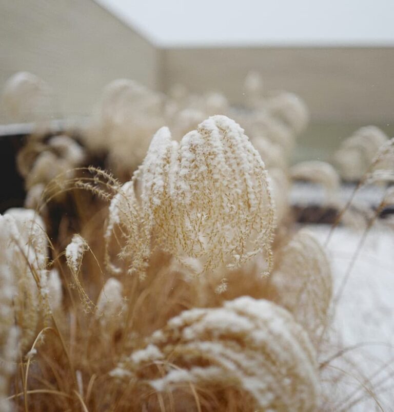 Gartenplanung im Winter: So entsteht ein stimmiges Konzept für dein Grundstück